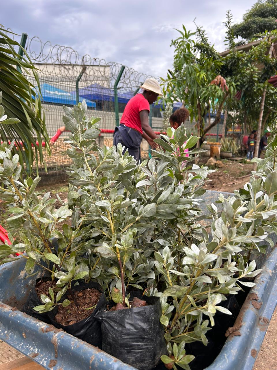 Policarpa se revitaliza: comunidad planta 800 nuevas especies y mejora su entorno