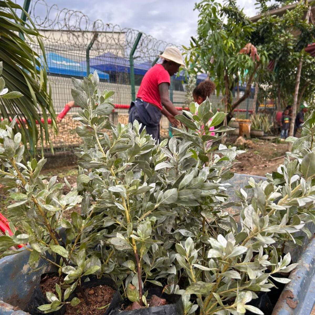 Policarpa se revitaliza: comunidad planta 800 nuevas especies y mejora su entorno
