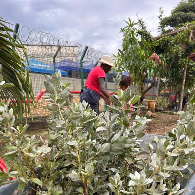 Policarpa se revitaliza: comunidad planta 800 nuevas especies y mejora su entorno