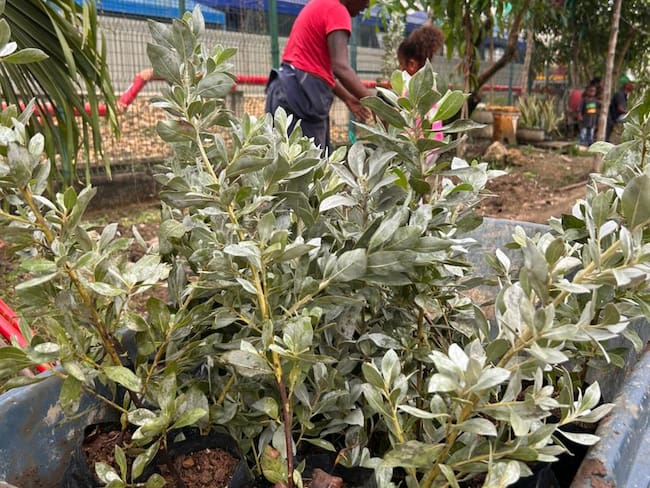 Policarpa se revitaliza: comunidad planta 800 nuevas especies y mejora su entorno