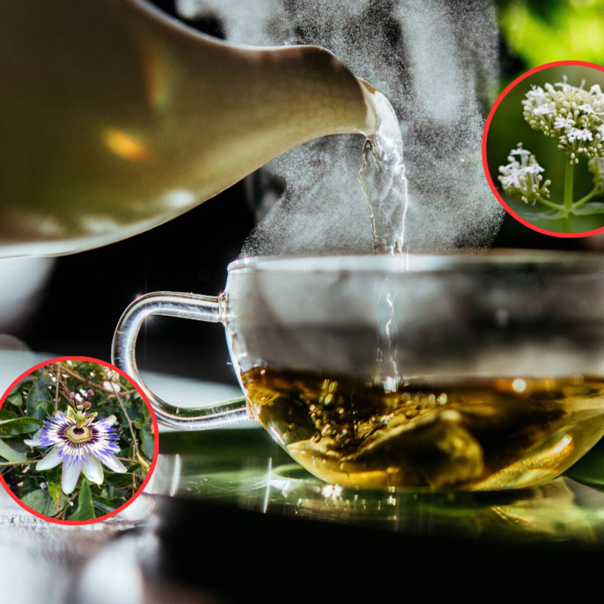 ¿Qué diferencia hay entre la pasiflora y la valeriana? Personas que no deberían consumirla