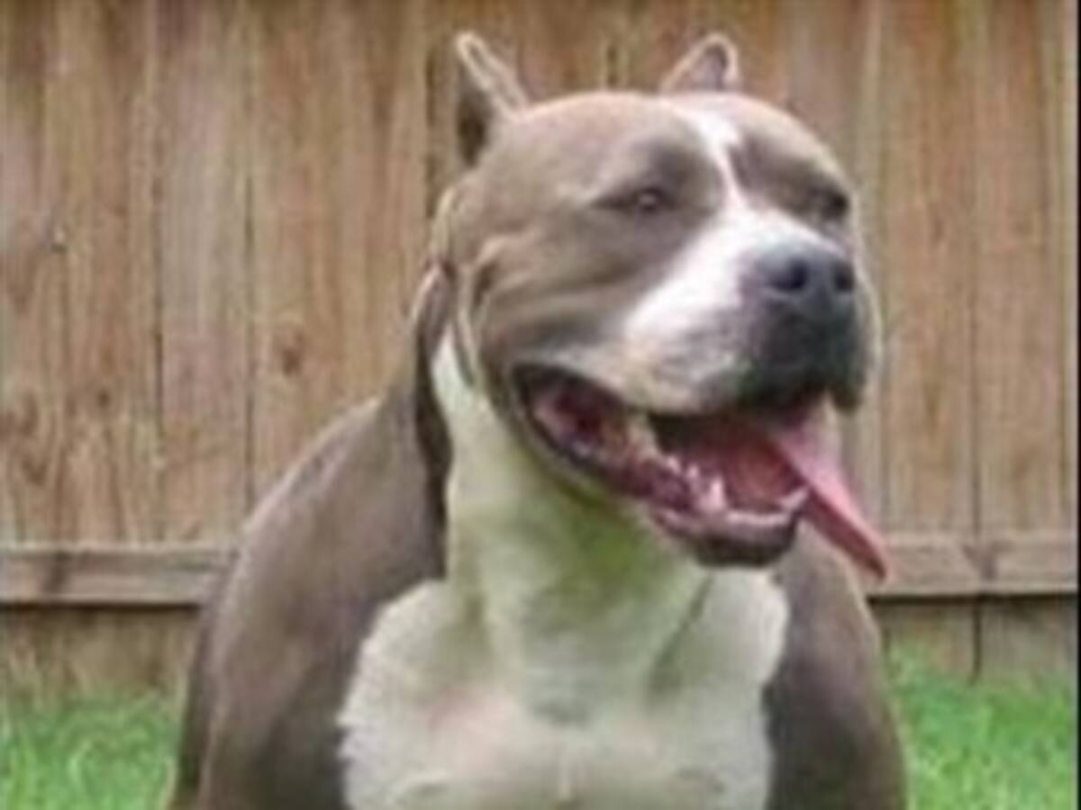 Madre de niño muerto por un Pit Bull sostiene que el menor no estaba solo