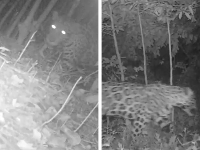 Desde el 13 de mayo, un jaguar deambula por zonas rurales de Viotá, Cundinamarca. Habitantes denuncian ataques a ganado, mientras la CAR pide no cazarlo y colaborar para capturarlo de forma segura.