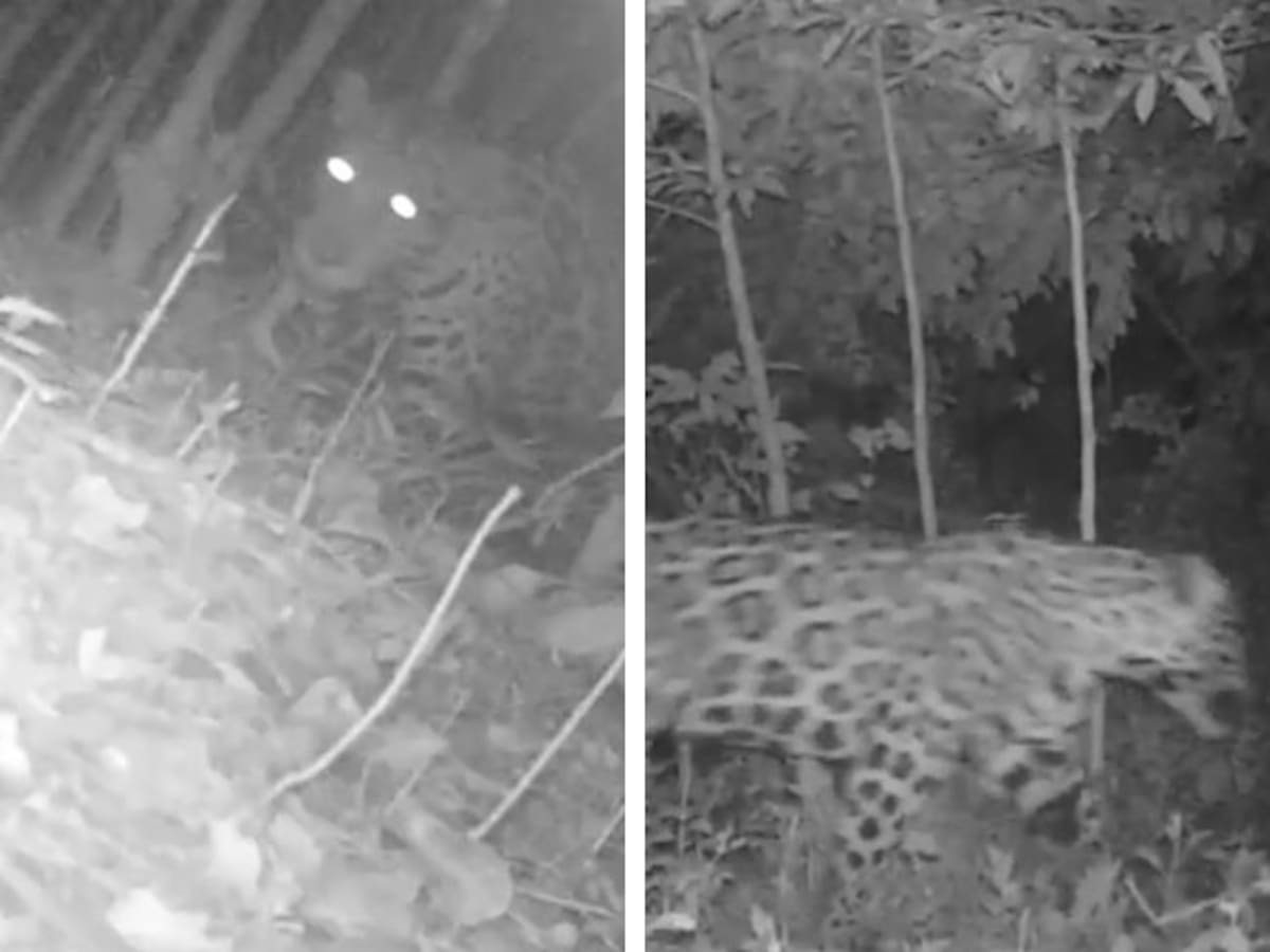 Jaguar lleva tres meses en Viotá: temor en la comunidad y llamado de la CAR a no cazarlo