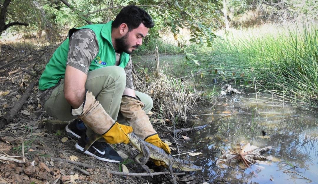 Liberación de especies silvestres en Colombia. Foto: Cortesía MinAmbiente. 