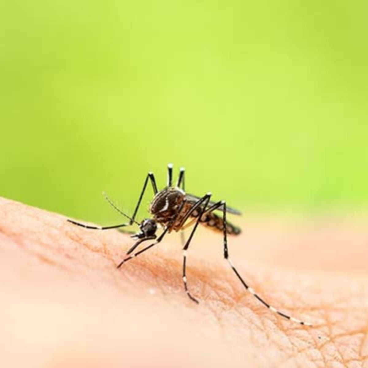 Bolivia declara alerta sanitaria por brote de fiebre amarilla