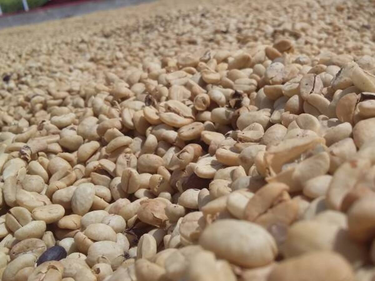 No para preocupación en Quindío por la falta de recolectores de café