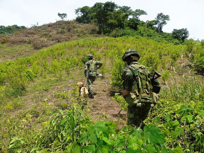 Ejército destruye 200 hectáreas de coca en 100 días