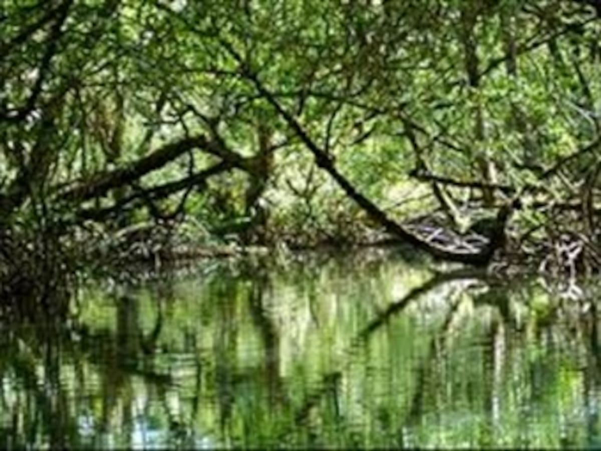 Ecologistas en Panamá piden "abrir los ojos" ante destrucción de manglares