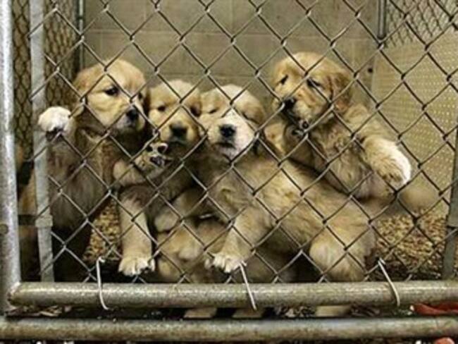 Los Ángeles prohíbe a todas sus tiendas de animales vender perros, gatos y conejos