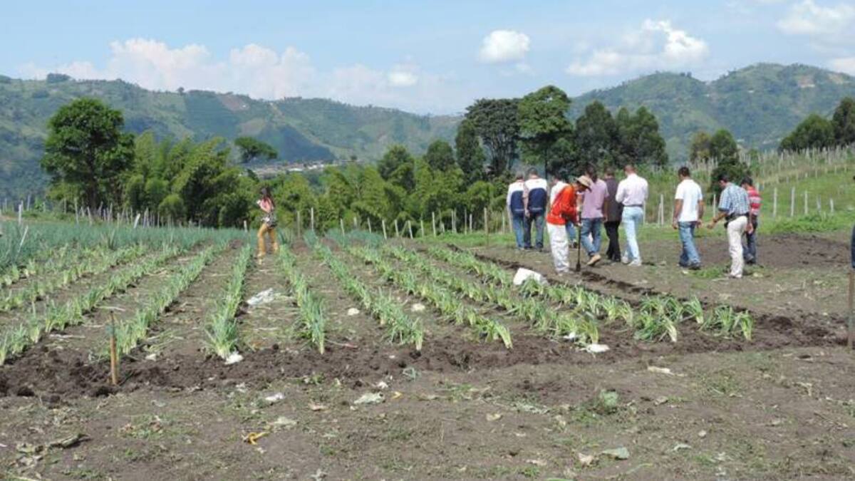 Caldas necesita crecer en cultivos para tener soberanía alimentaria