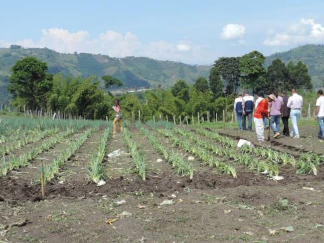 Según el IGAC el 40 % del suelo boyacense es apto para la producción agropecuaria y productiva