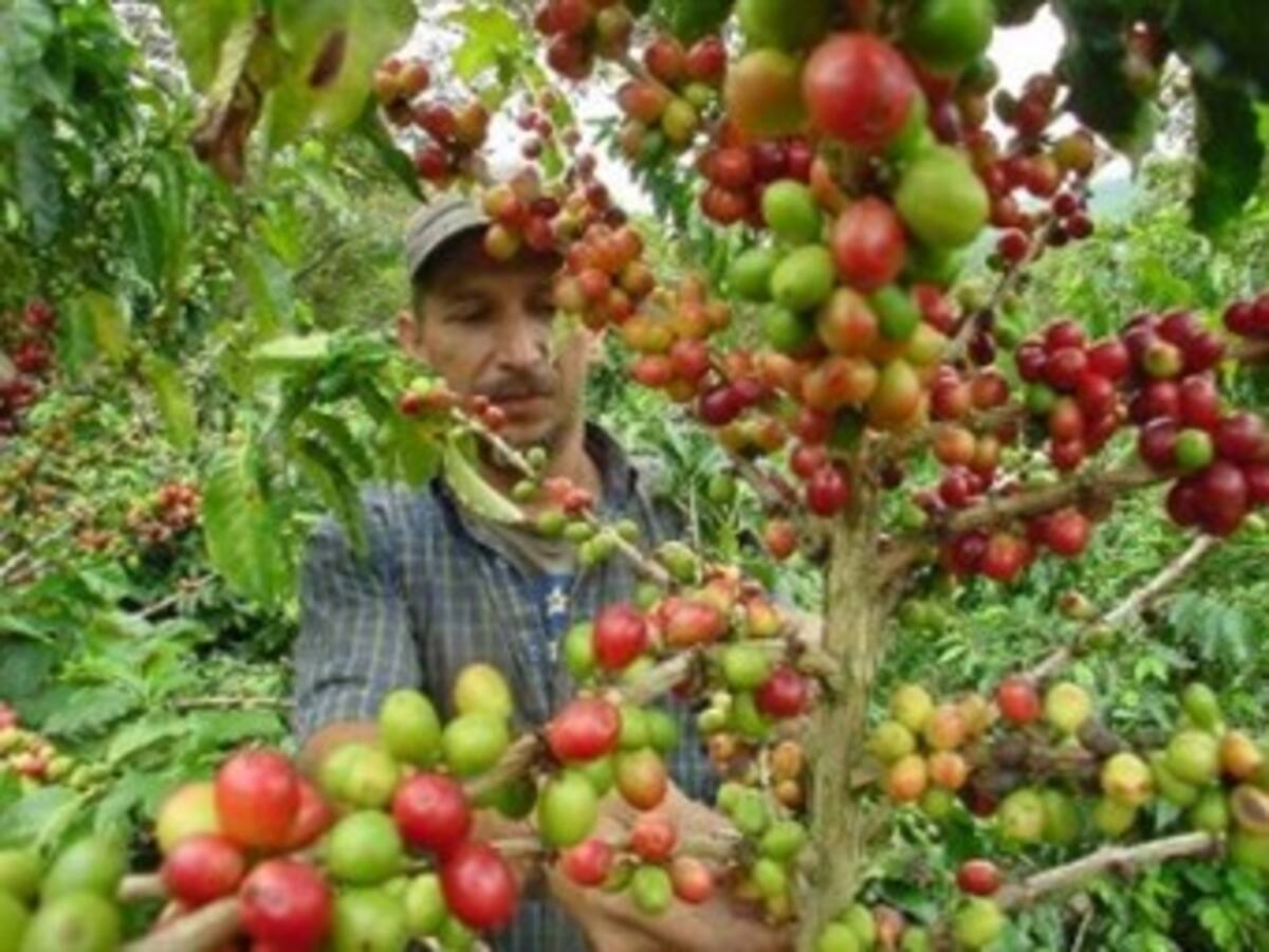 Si no hay soluciones de fondo antes del 31 de enero nos iremos a paro: cafeteros