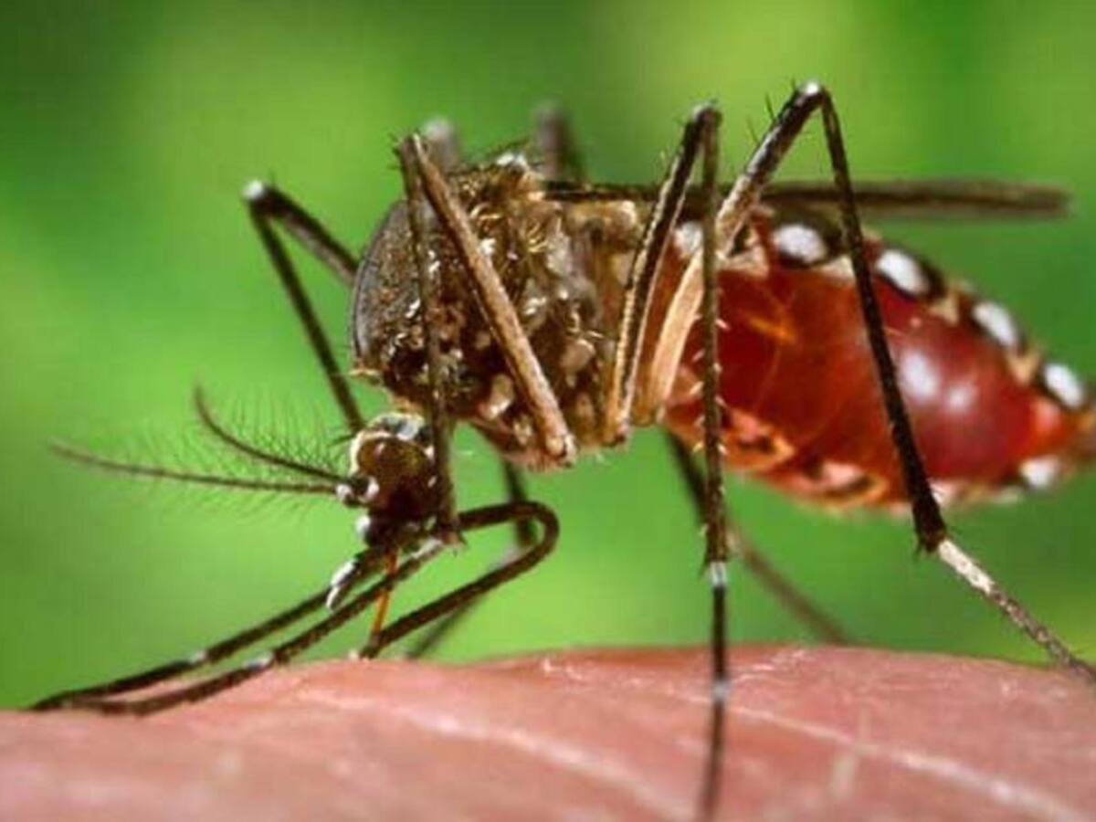 Se dispara brote de dengue en Pitalito, Huila