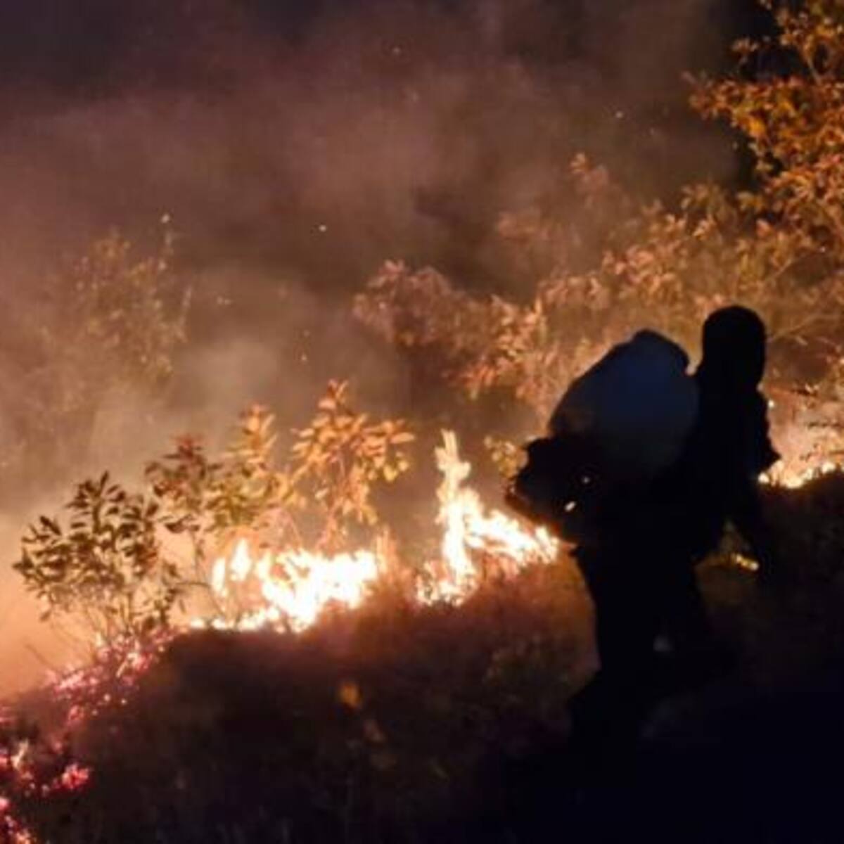 Palermo clama por ayuda ante devastador incendio forestal