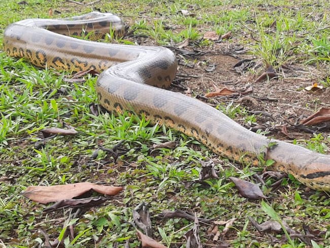 Anaconda de cuatro metros de larga fue salvada en Caquetá por estudiante