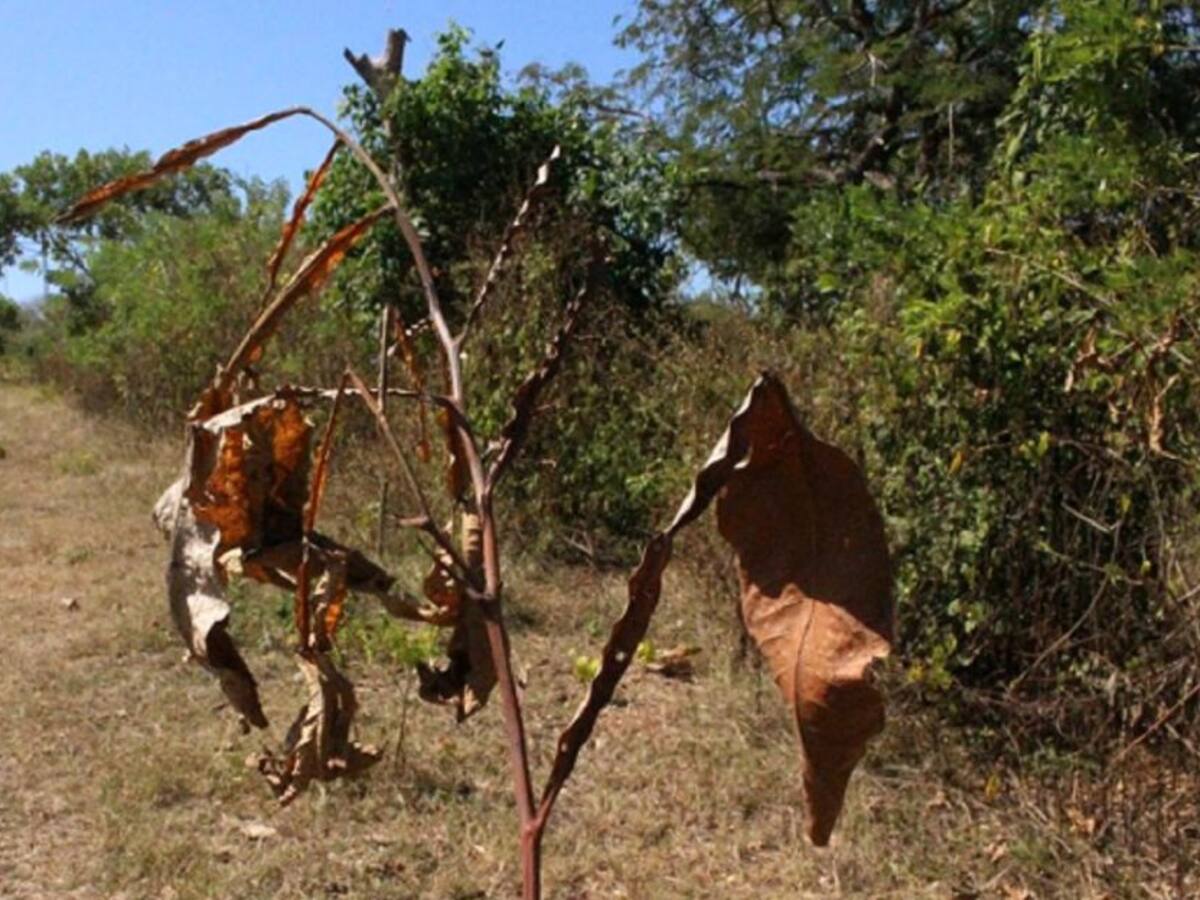 Denuncian al EPA por muerte de 320 árboles frutales en La Popa