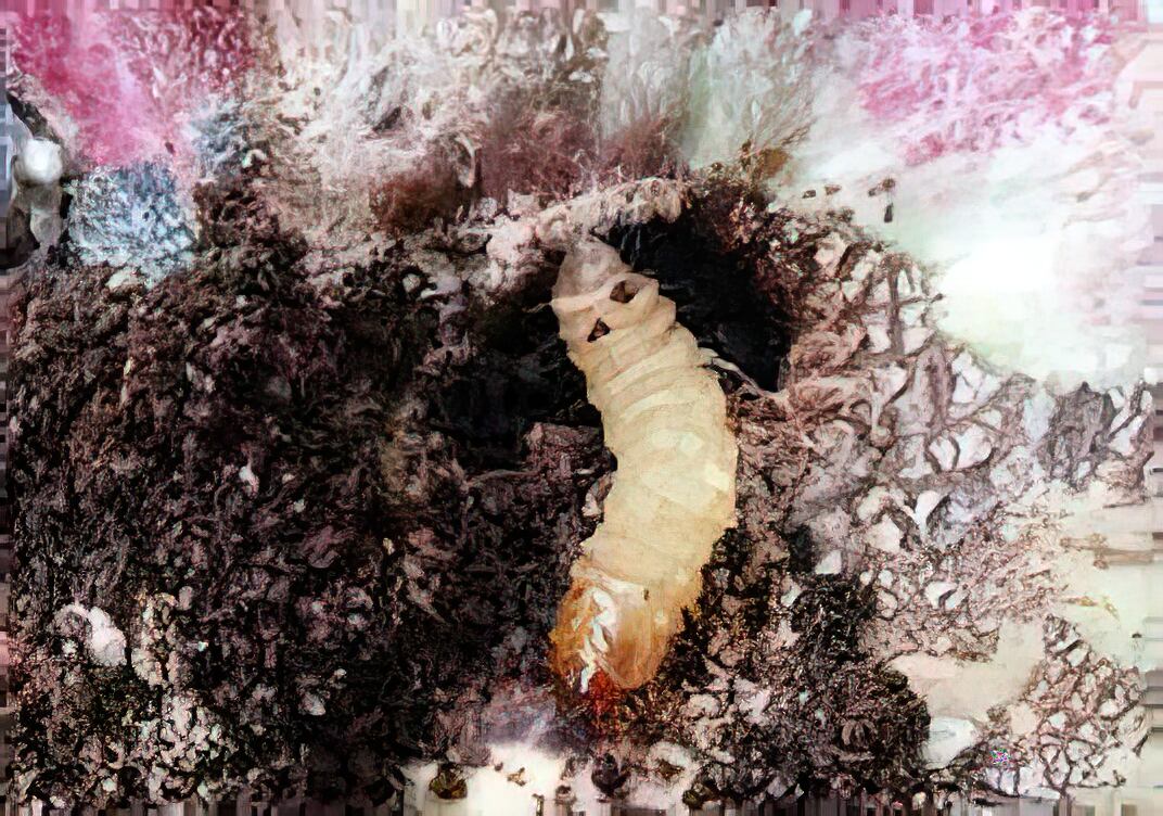 Pese a que, en las áreas de producción de cacao, históricamente se ha venido registrando la presencia de plagas y enfermedades como la Escoba de Bruja, Monalonion, Phytopththora.