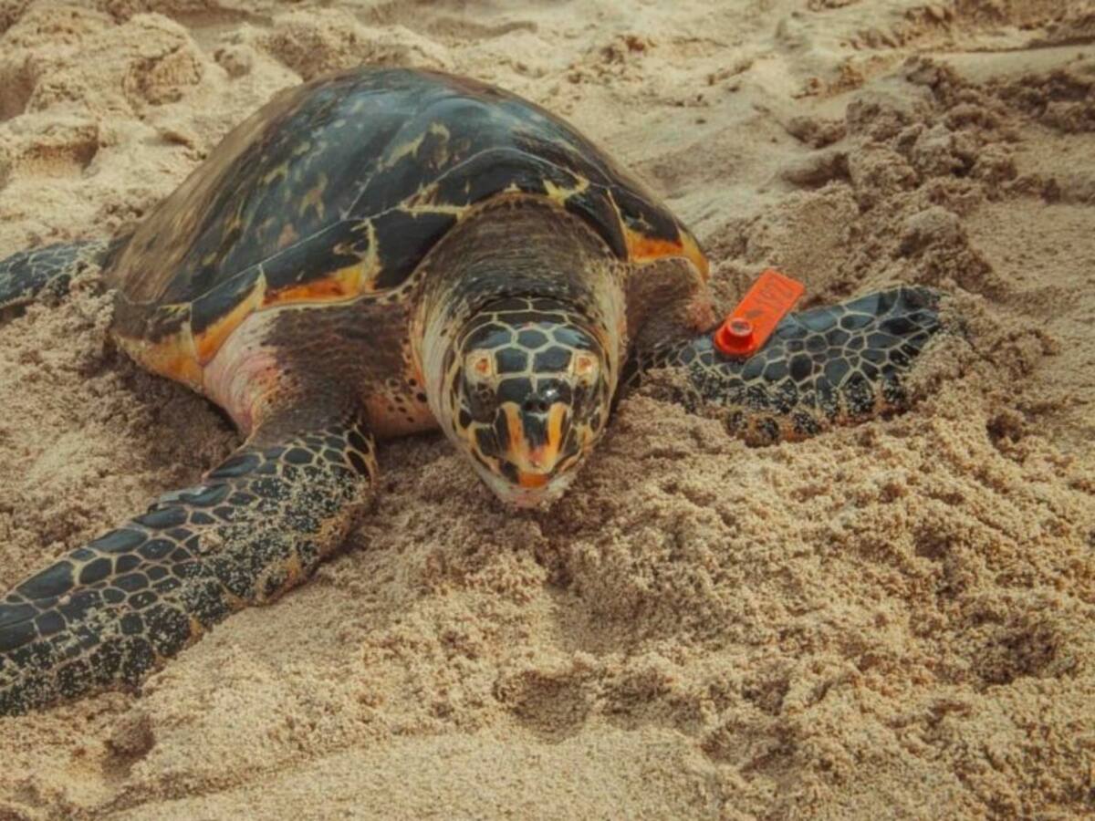 Minambiente lidera plan para recibir tortugas en temporada de anidamiento