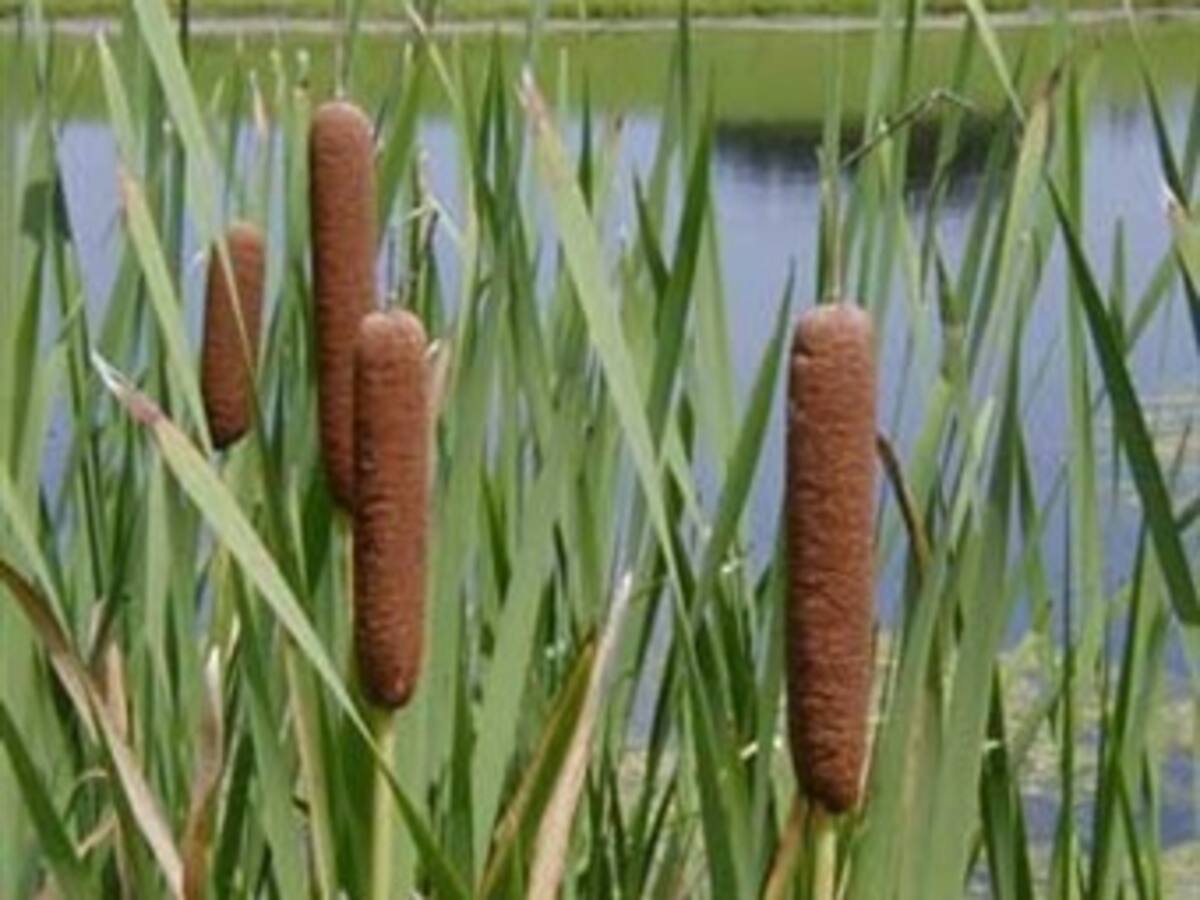 Riqueza de plantas útiles en las ciénagas del Caribe