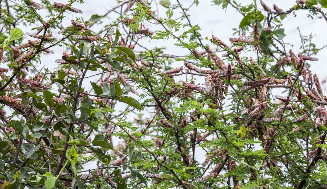 Plaga de langostas