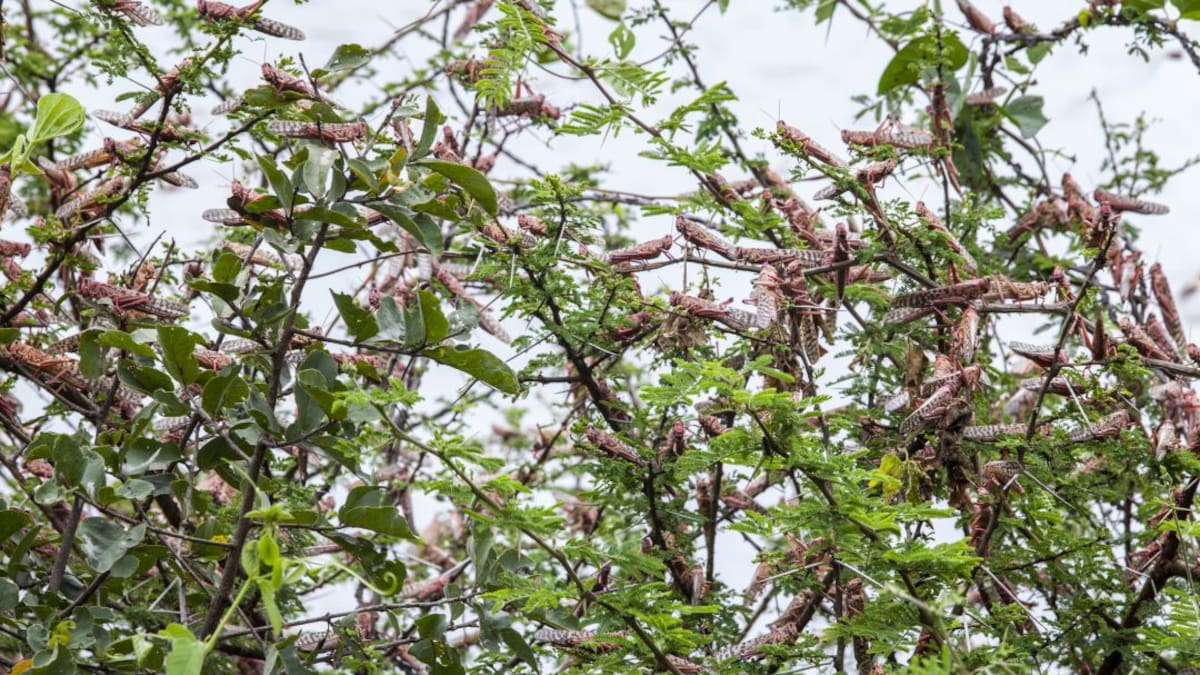 Plaga de langostas va por Suramérica. ¿Afectaría a Colombia?