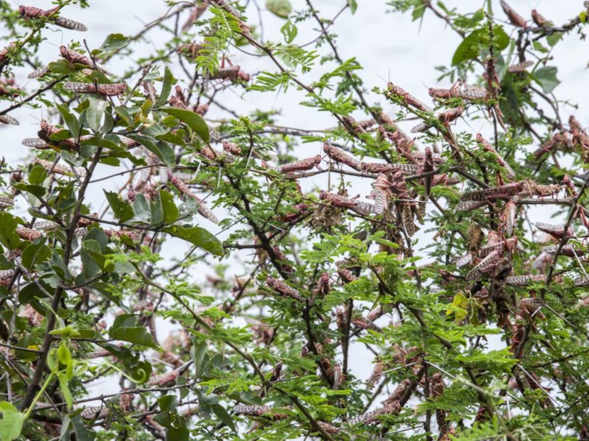 Plaga de langostas va por Suramérica. ¿Afectaría a Colombia?