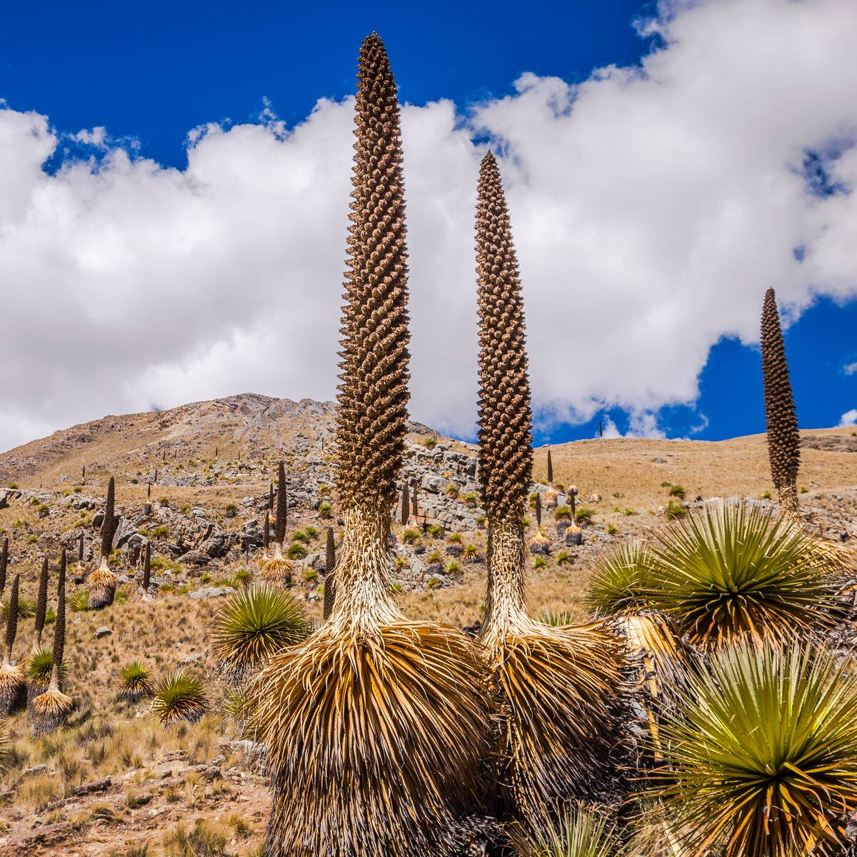 Esta es la planta que florece cada 100 años: ¿habita en Colombia?