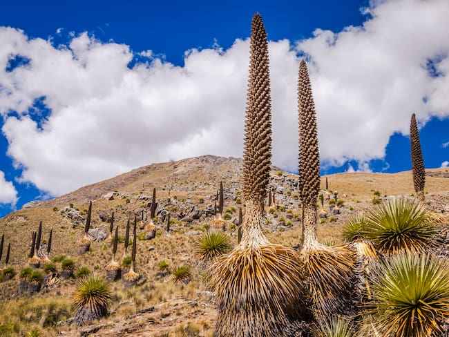 Varias plantas Puya Raimondii (Foto vía Getty Images)