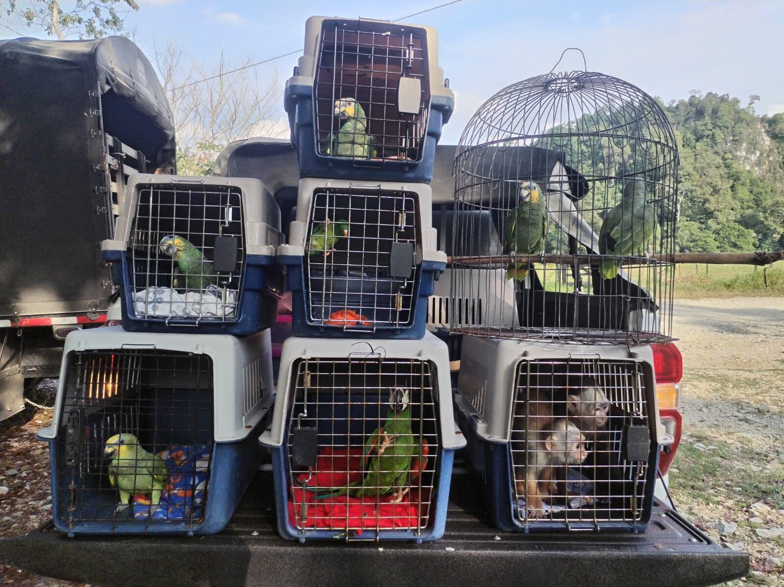 Animales silvestres rescatados del cautiverio- foto Cornare