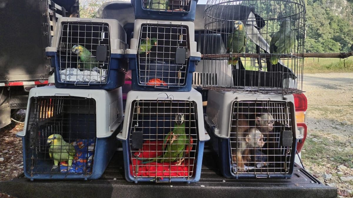 Decomisaron nueve animales silvestres que estaban en cautiverio en dos municipios de Antioquia