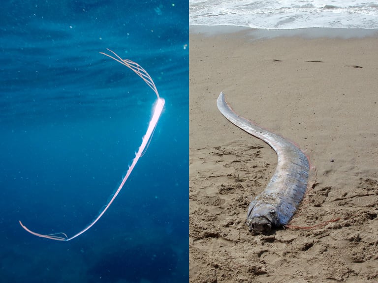 Pez remo en una zona costera y dentro del mar (Fotos vía Getty Images)