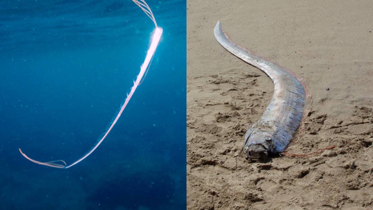 Fue visto un pez remo en México: ¿Por qué le llaman el ‘pez del fin del mundo’? Esto significaría