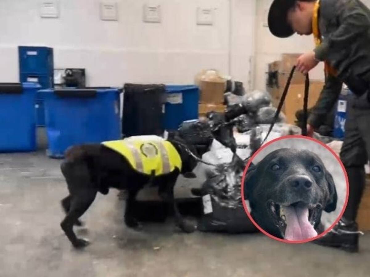 Maxi, perrito que se despide de la Policía del Quindío tras ocho años de servicio
