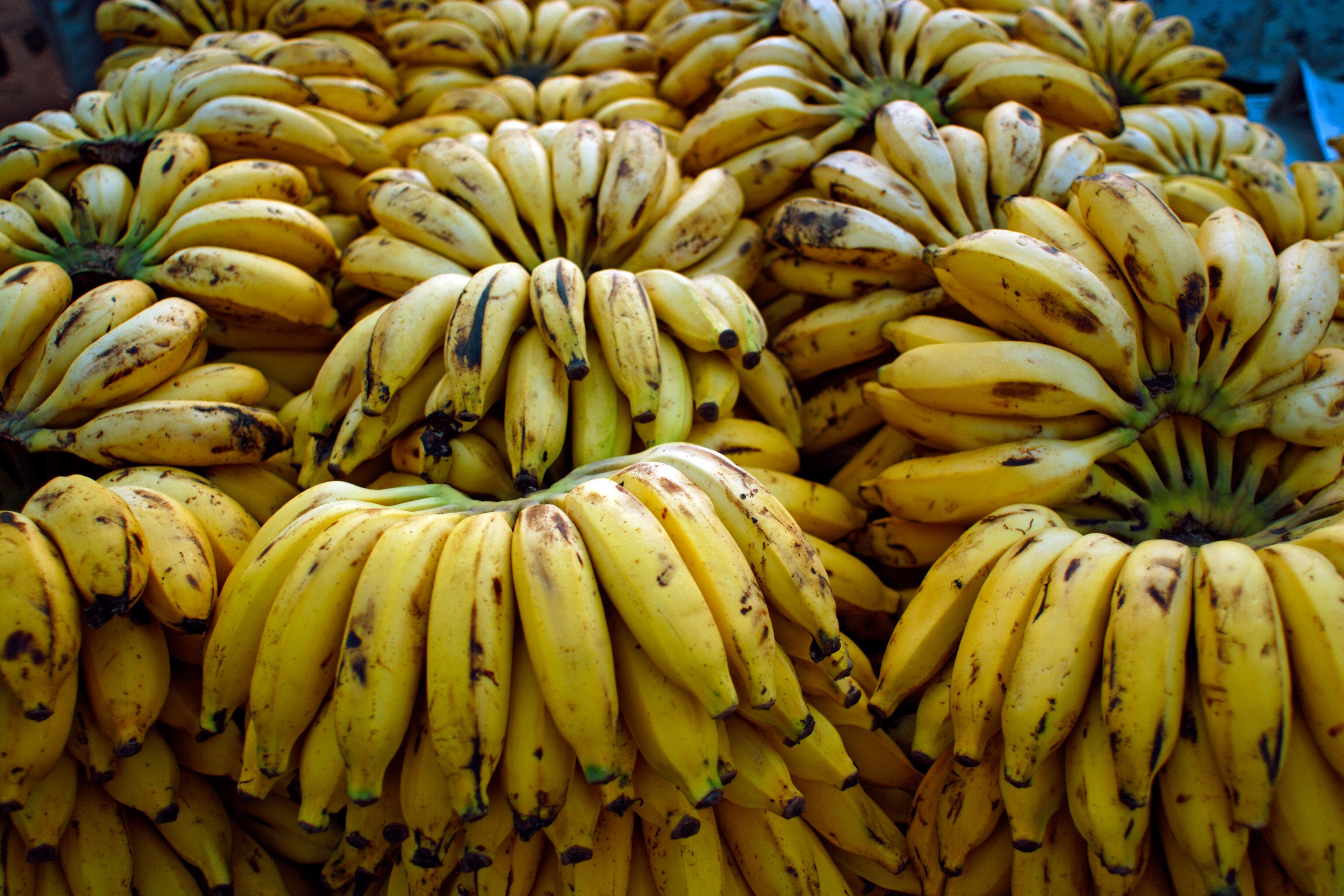 Imagen de referencia de bananos. Foto: Getty Images
