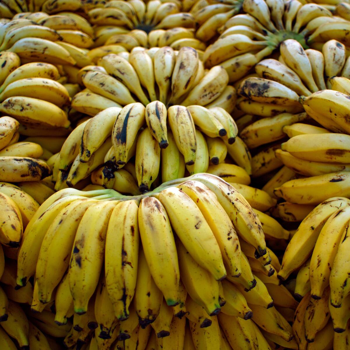 Millonarias pérdidas para los bananeros por los bloqueos del paro de transportadores