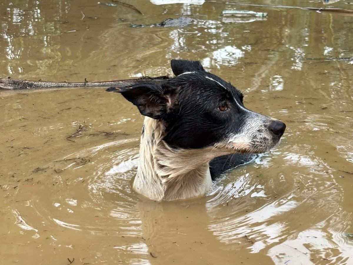 Foto: Dimitria Pacheco, animalista de Urabá. 