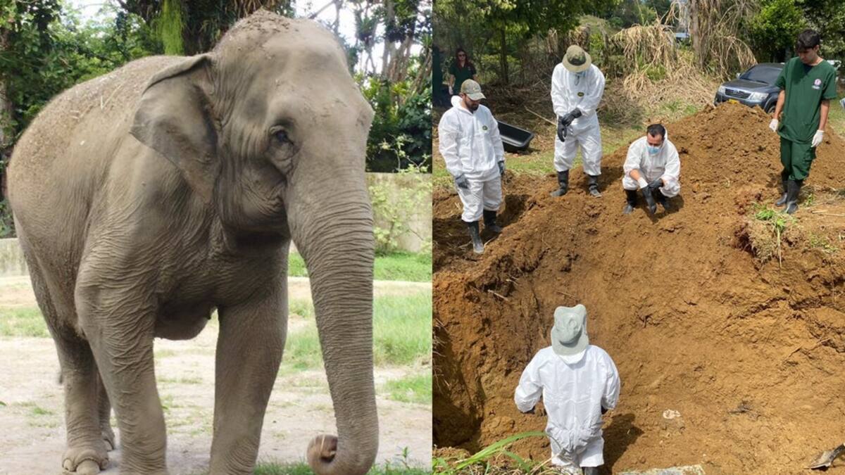En Pereira se realizó la exhumación de la icónica elefanta Chava
