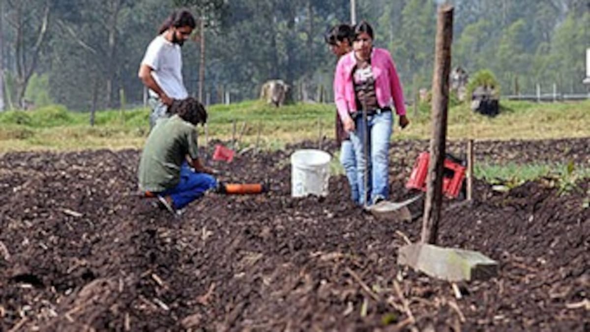Exitoso proyecto de reforestación en Antioquia