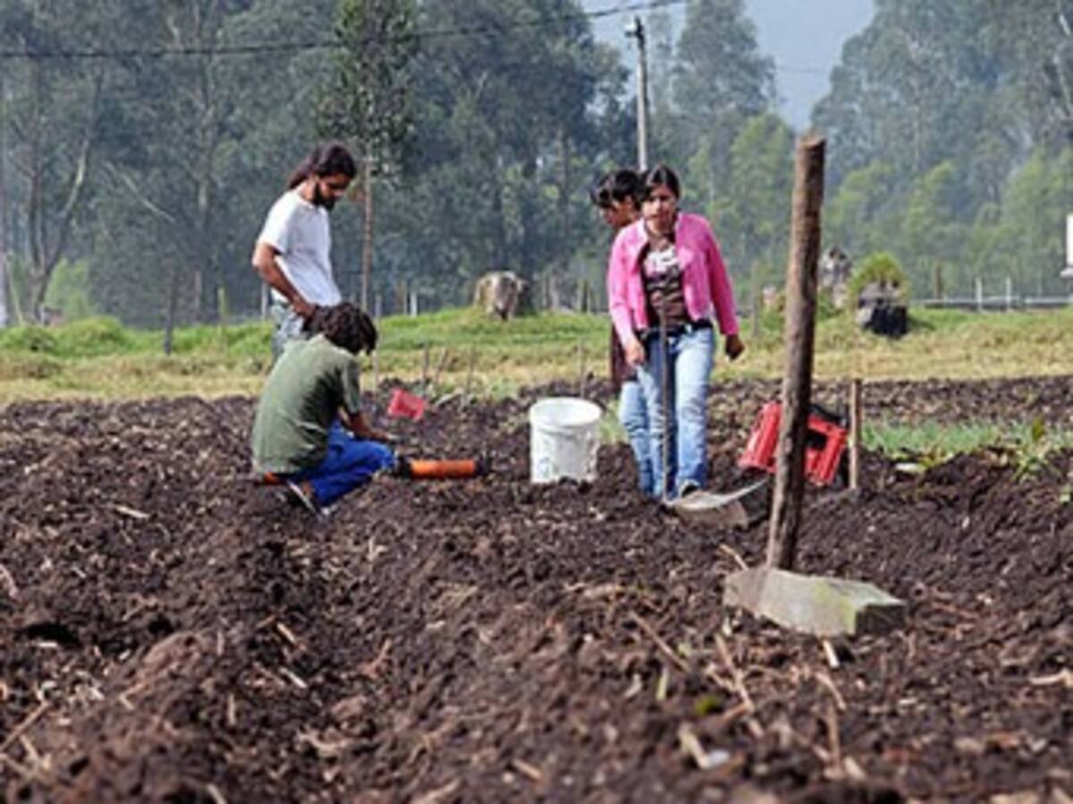 Exitoso proyecto de reforestación en Antioquia