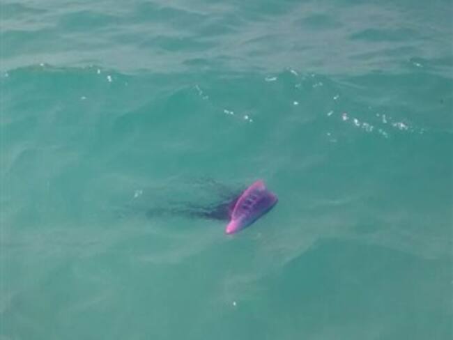 Alertan sobre presencia de "fragata portuguesa” en Islas del Rosario