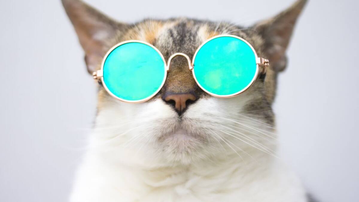 Mejorar la relación con los gatos: consejos para no 'molestarlo'