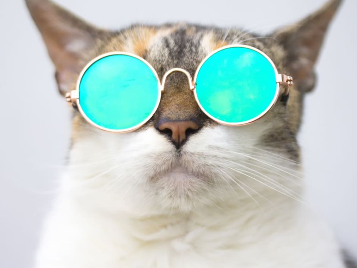Mejorar la relación con los gatos: consejos para no 'molestarlo'