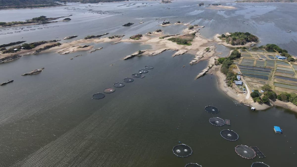 “Bajos nivelas de agua en Betania amenazan producción piscícola” CAM