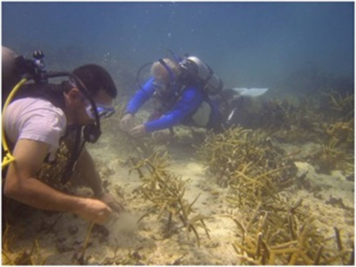 En las Islas del Rosario se está resembrando el coral que había desparecido