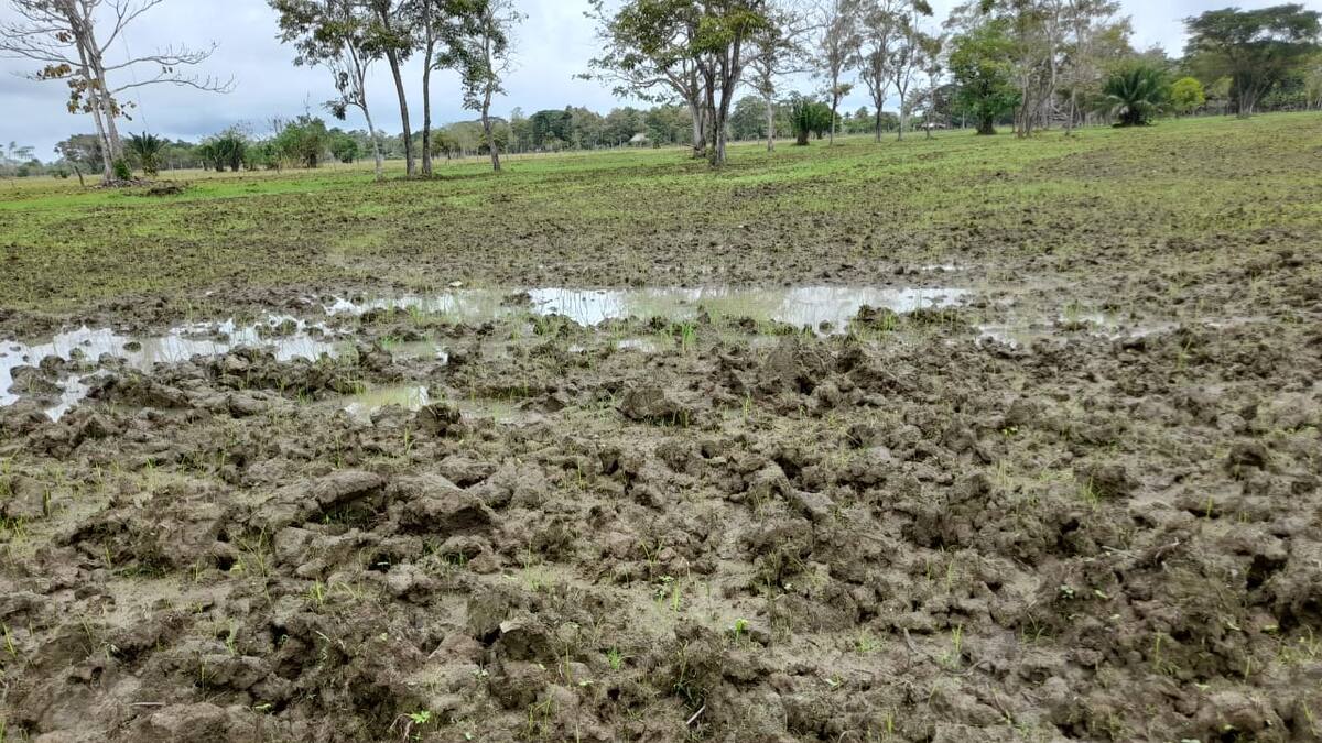 Campesinos de la Mojana piden ayuda al Gobierno por pérdida de cultivos en invierno