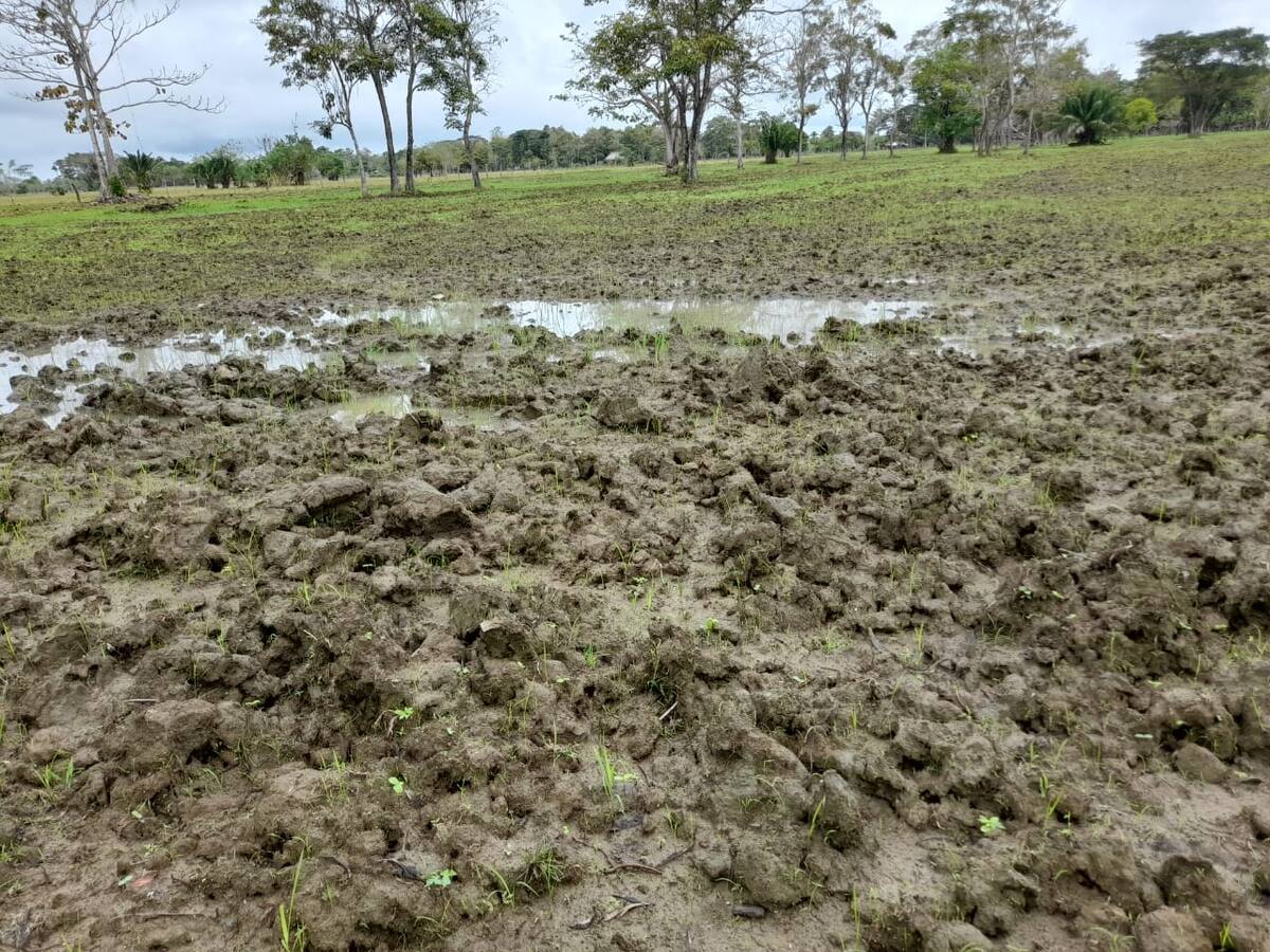 Campesinos de la Mojana piden ayuda al Gobierno por pérdida de cultivos en invierno