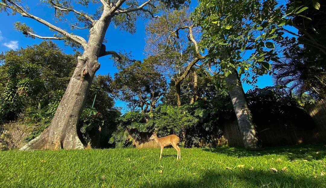 A la fecha hay 1500 perros y gatos perdidos en Cali