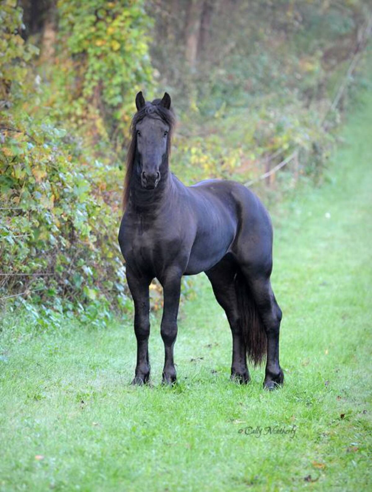 Su dueña, Cally Matherlty le ha creado un blog en el cual suele publicar fotos de Frederick eventualmente.