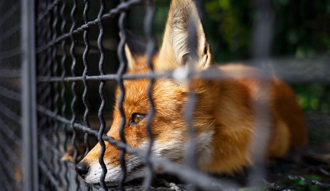 No a los animales silvestres en cautiverio.